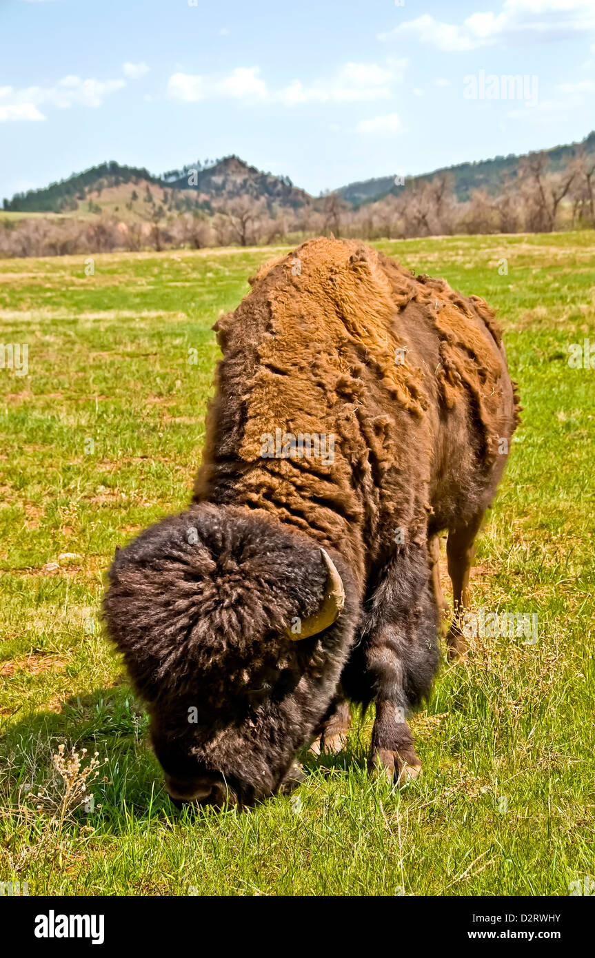American bison shedding winter coat hires stock photography and images