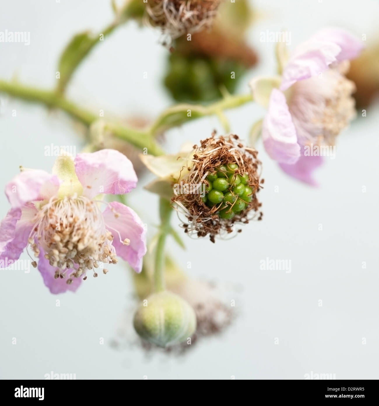 Blackberries in different growth stage Stock Photo Alamy