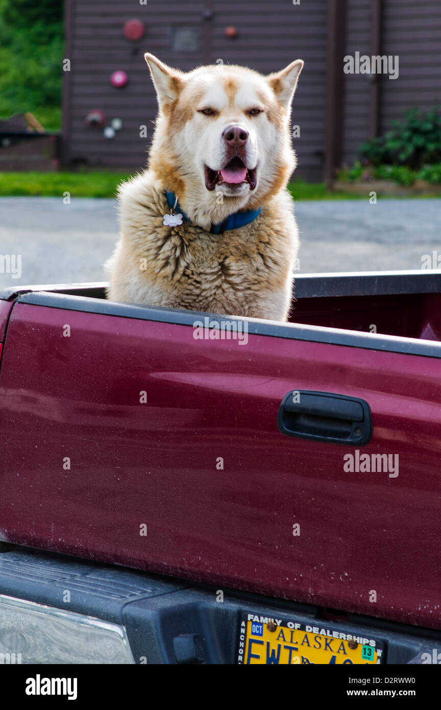 Koda, large Red Siberian Husky dog, in back of a pick up truck, Aleyaska Resort & Ski Area, Aleyaska, Alaska, USA Stock Photo
