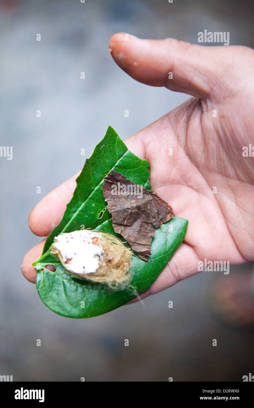 Betel Nut preparation ready for consumption, Banaue, Philippines Stock  Photo - Alamy