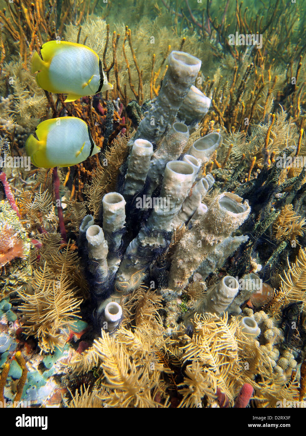 Tube sponge in a garden of coral with Butterfly fish, Caribbean sea Stock Photo