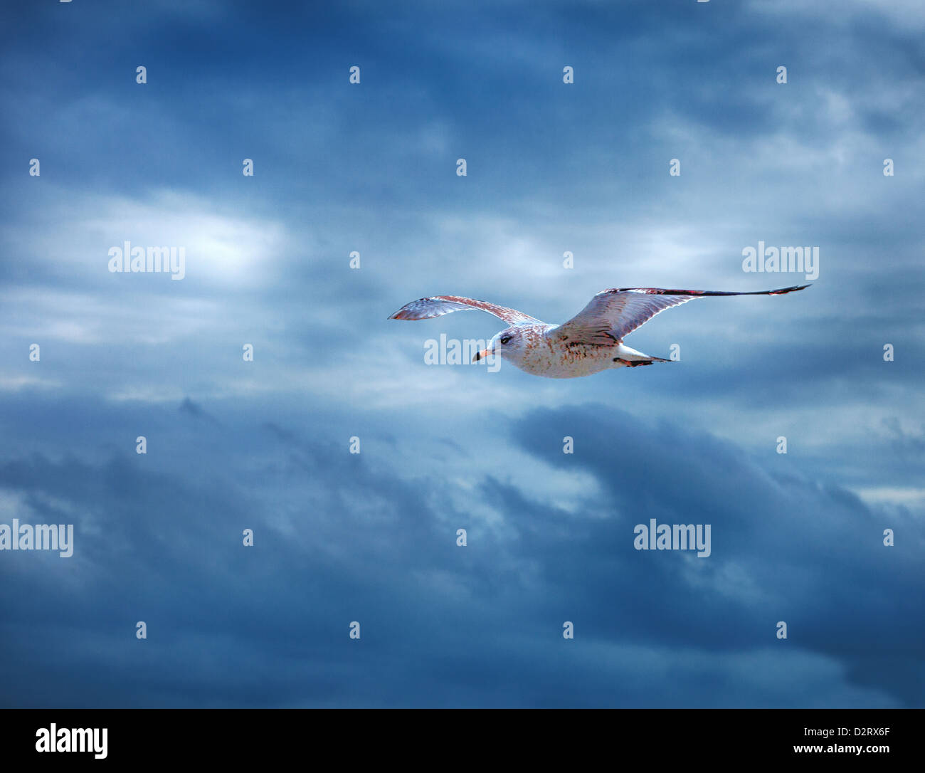 A lone flying seagull Stock Photo