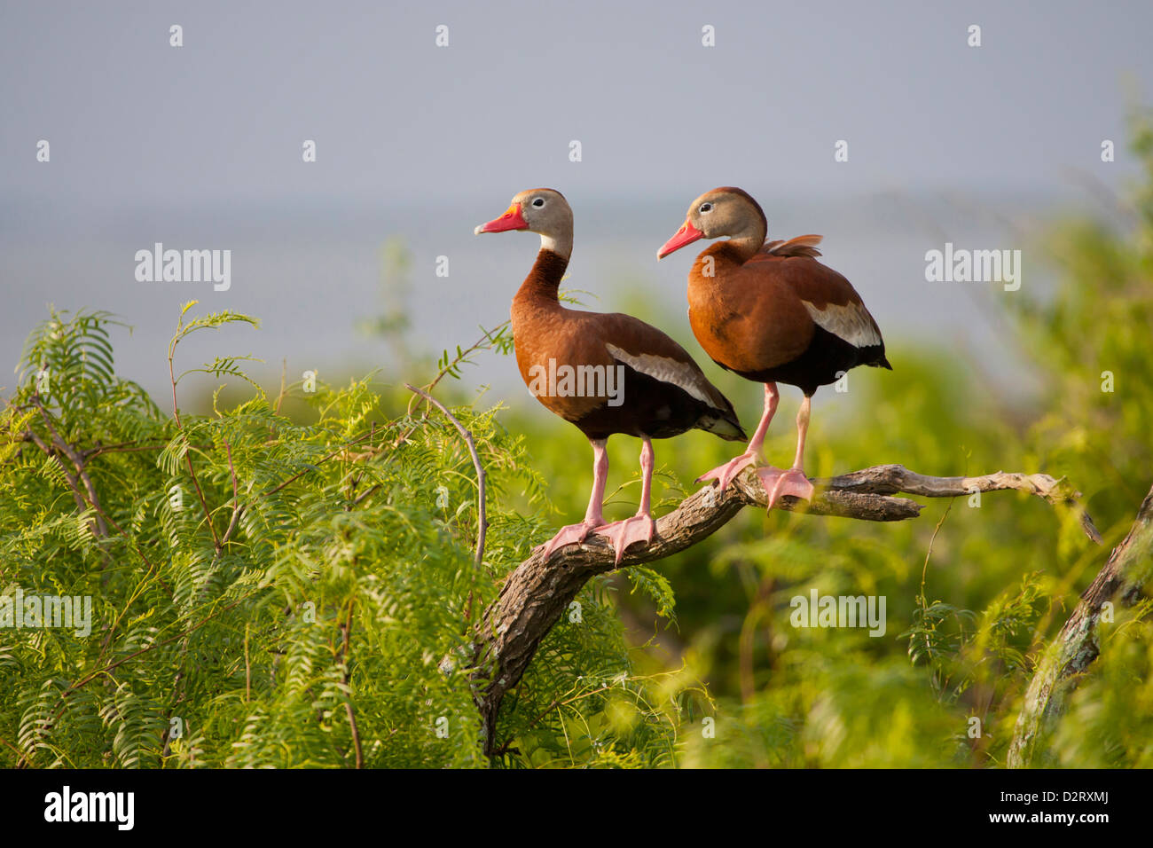Blackbellied Whistling Duck (Dendrocygna autumnalis) perched in south