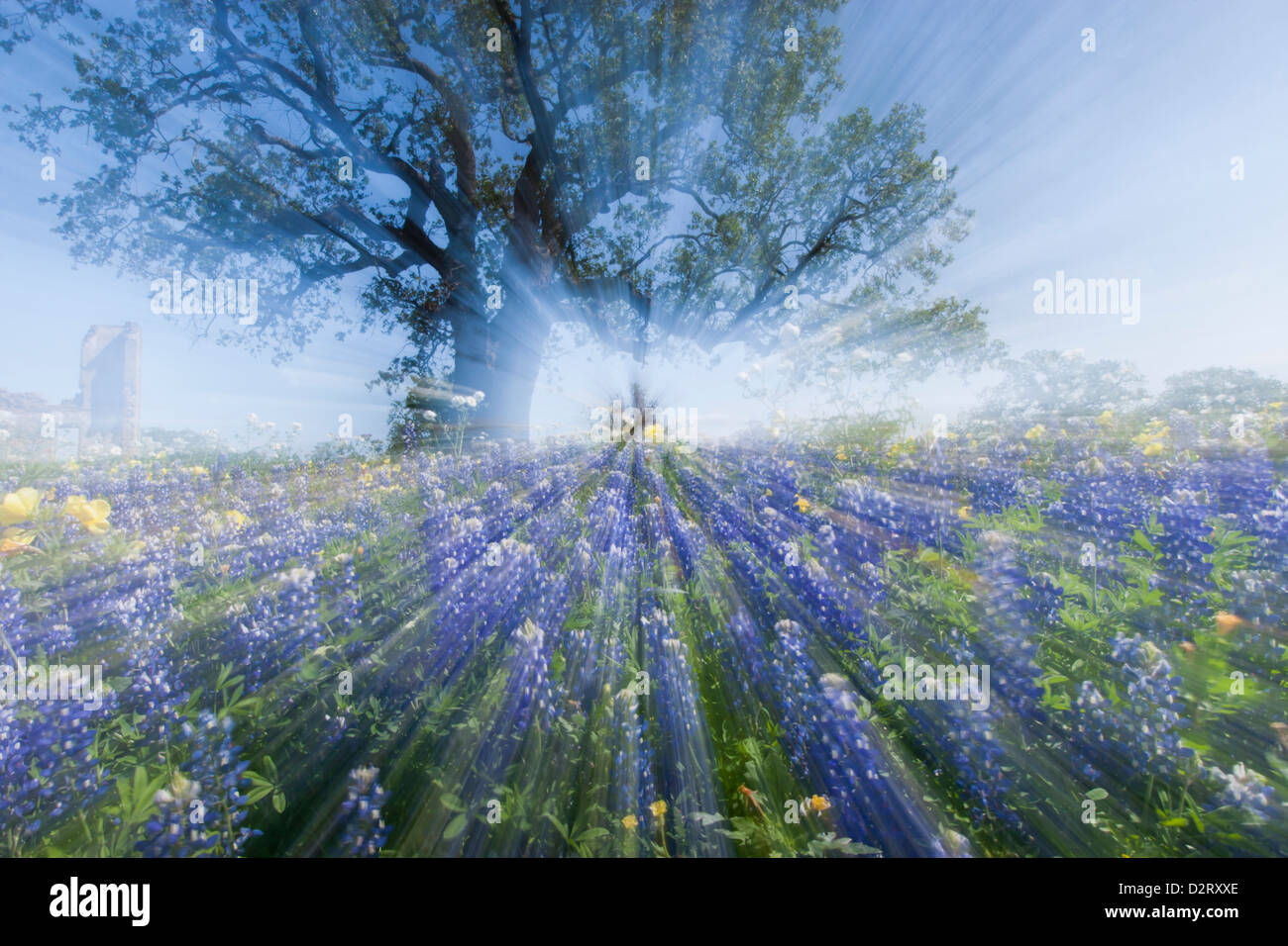 Texas Bluebonnets (Lupinus texensis) in bloom, central Texas, spring Stock Photo