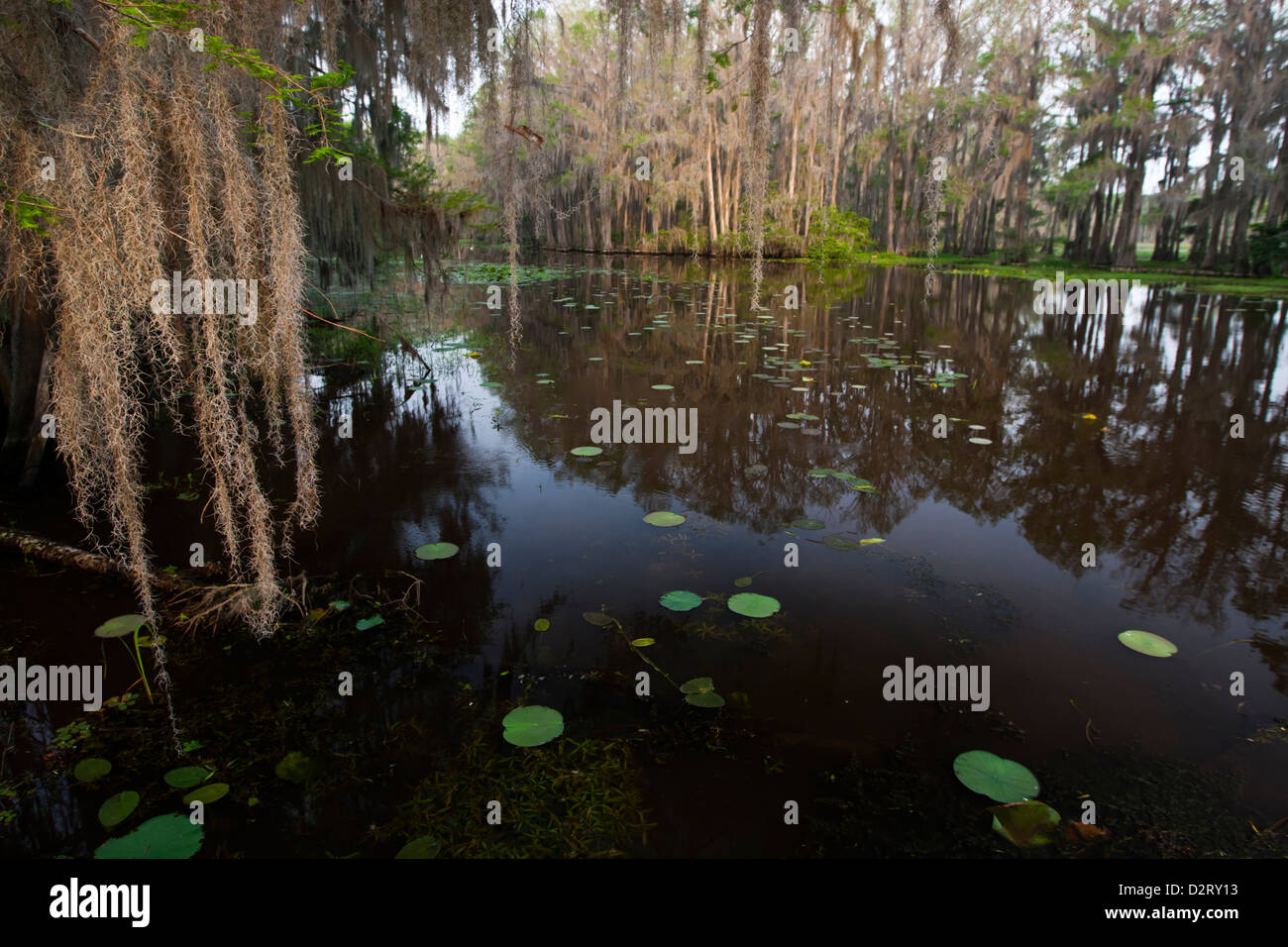Caddo Lake, Texas's largest natural lake Stock Photo Alamy