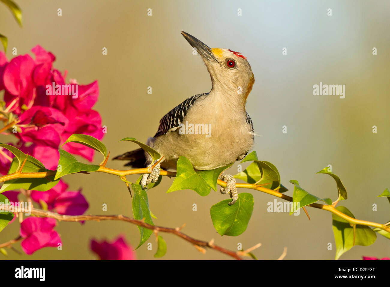 Golden-fronted Woodpecker (Melanerpes aurifrons) male perched in native habitat, s. Texas Stock Photo