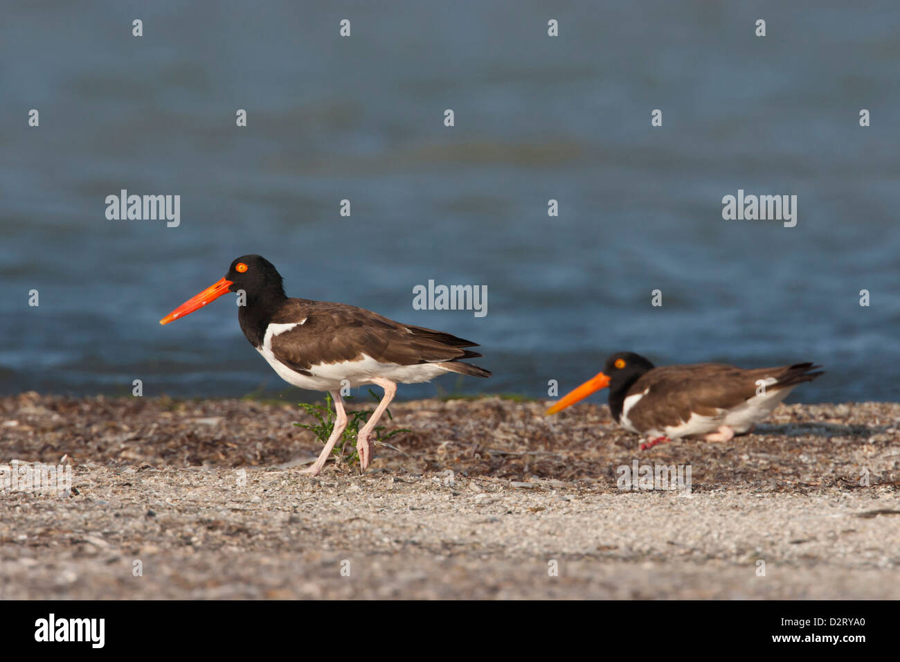 American Oystercatcher (Haematopus palliatus) adult on oyster bar Stock