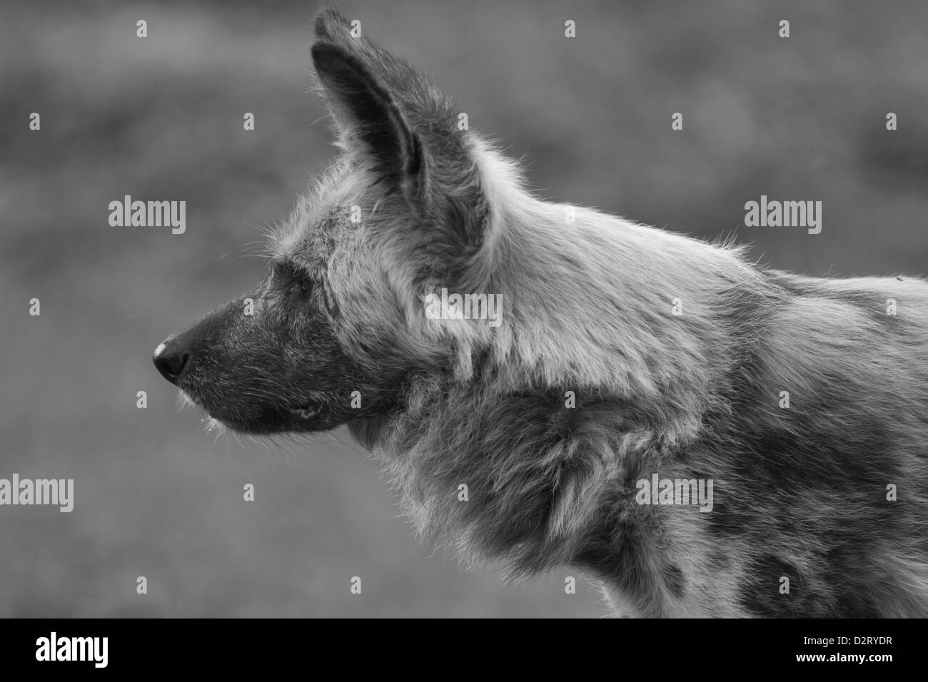 African Wild Dog Stock Photo - Alamy