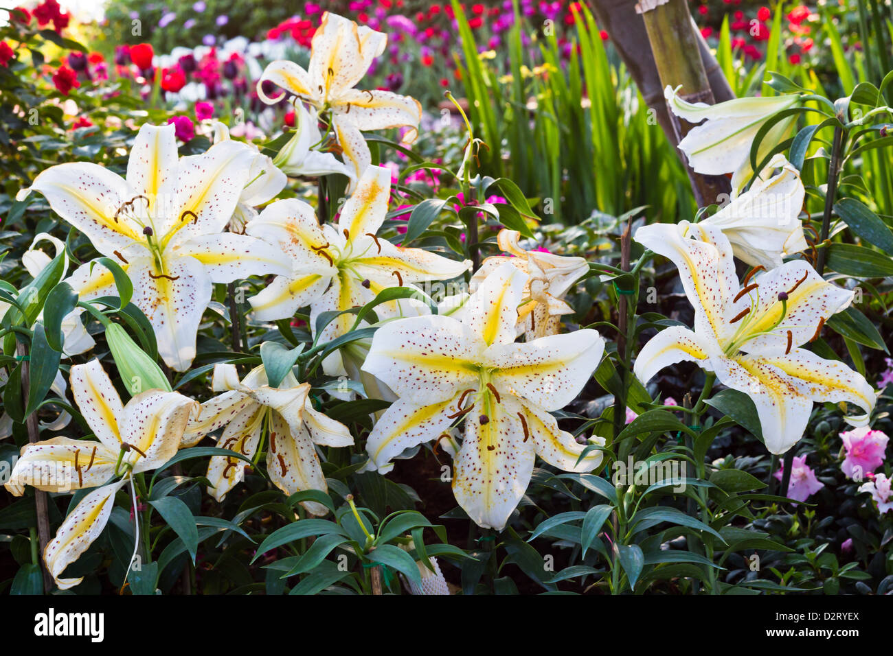 Lily flowers and hi-res stock photography and images - Alamy