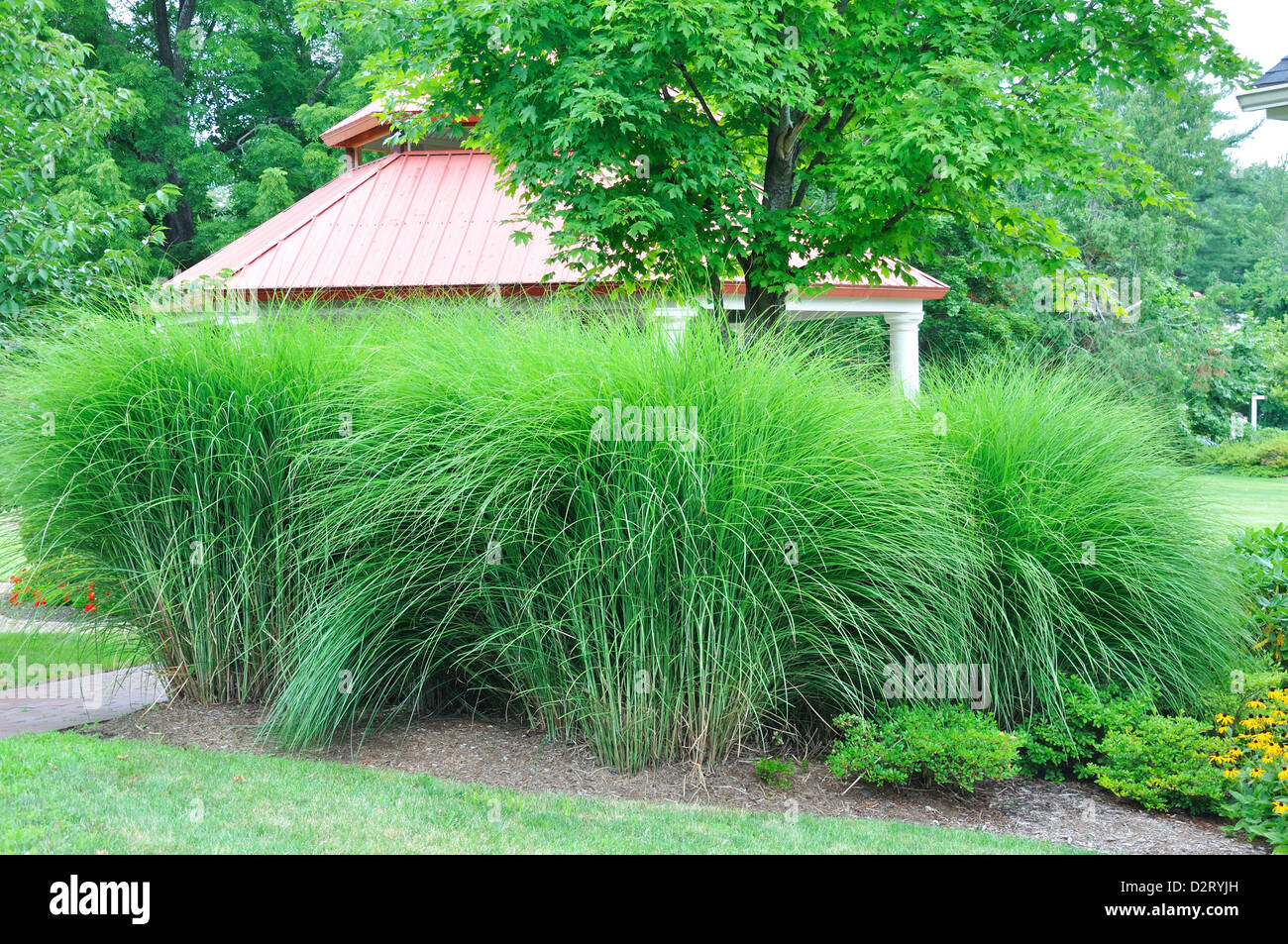 Ornamental Grass Tall Long Decorative Gardening Garden Decoration Decorating High Resolution Stock Photography And Images Alamy