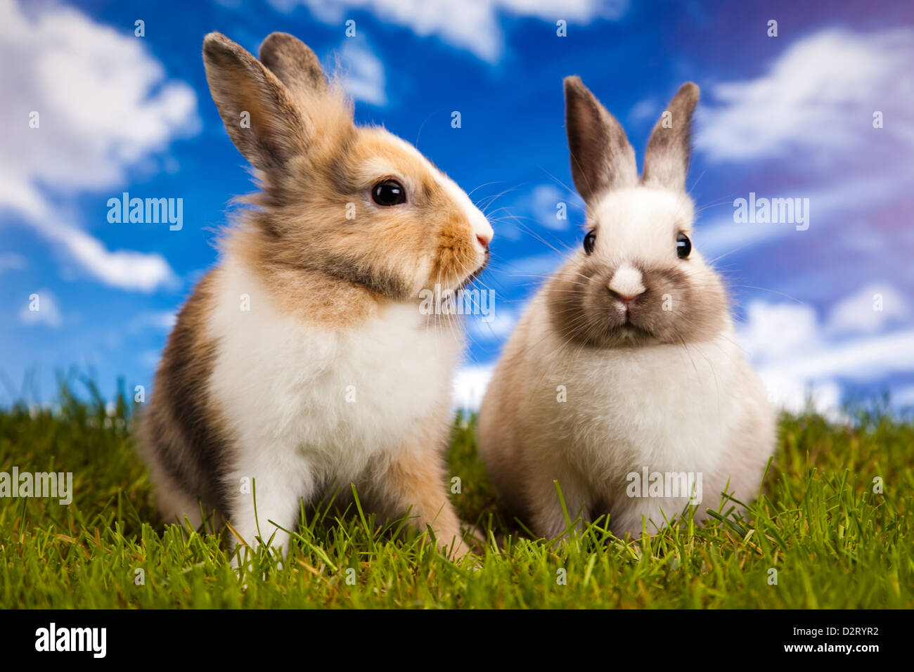 Two Little Rabbits Green background and two little rabbits Stock Photo - Alamy