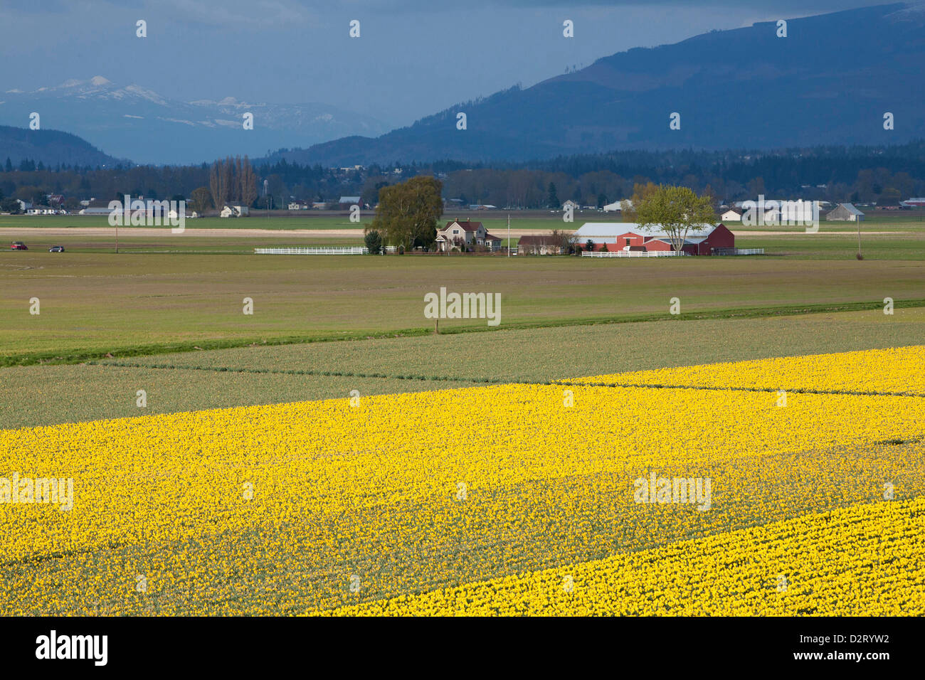 North America, United States, Washington, Mount Vernon, daffodil fields