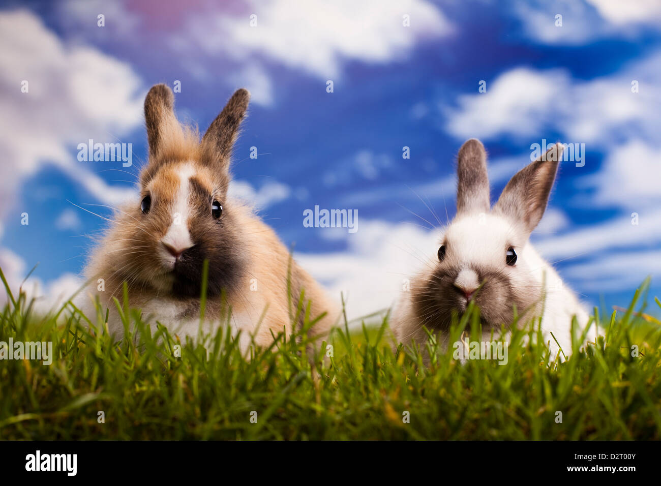 Two Little Rabbits Green background and two little rabbits Stock Photo - Alamy
