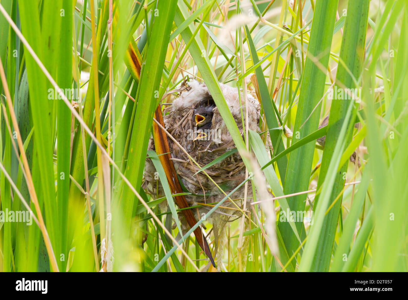 WA, Juanita Bay Wetland, Marsh Wren, babies in nest (Cistothorus palustris) Stock Photo