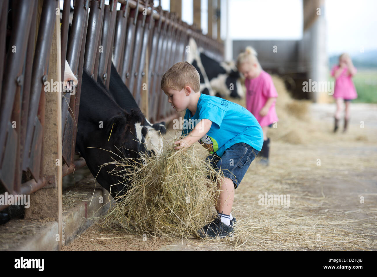 Children feeding dairy cows hay in the barn Stock Photo