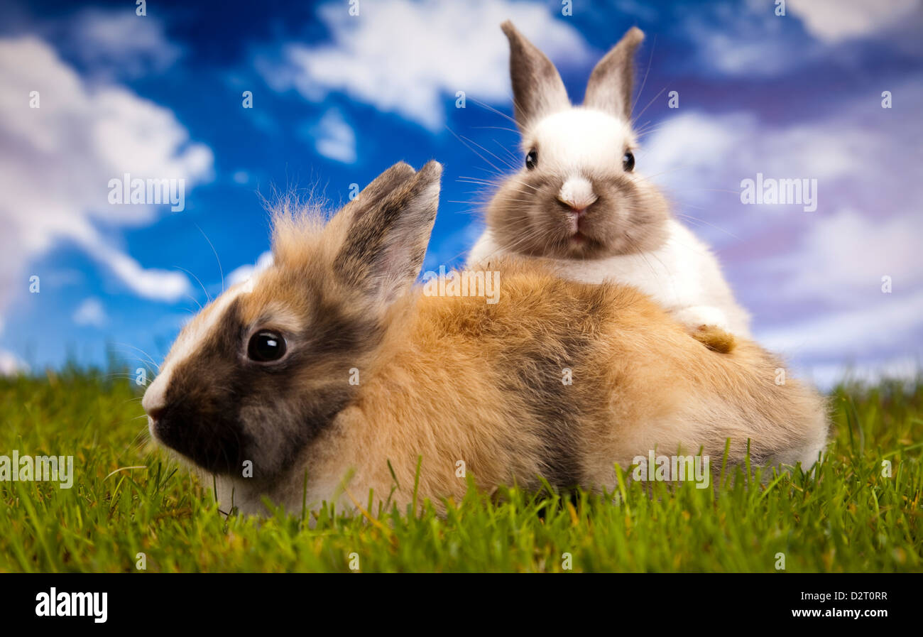 Two Little Rabbits Green background and two little rabbits Stock Photo - Alamy