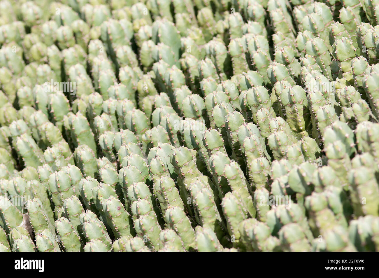 Mammillaria spinosissima, Cactus, Pincushion cactus, Green subject. Stock Photo