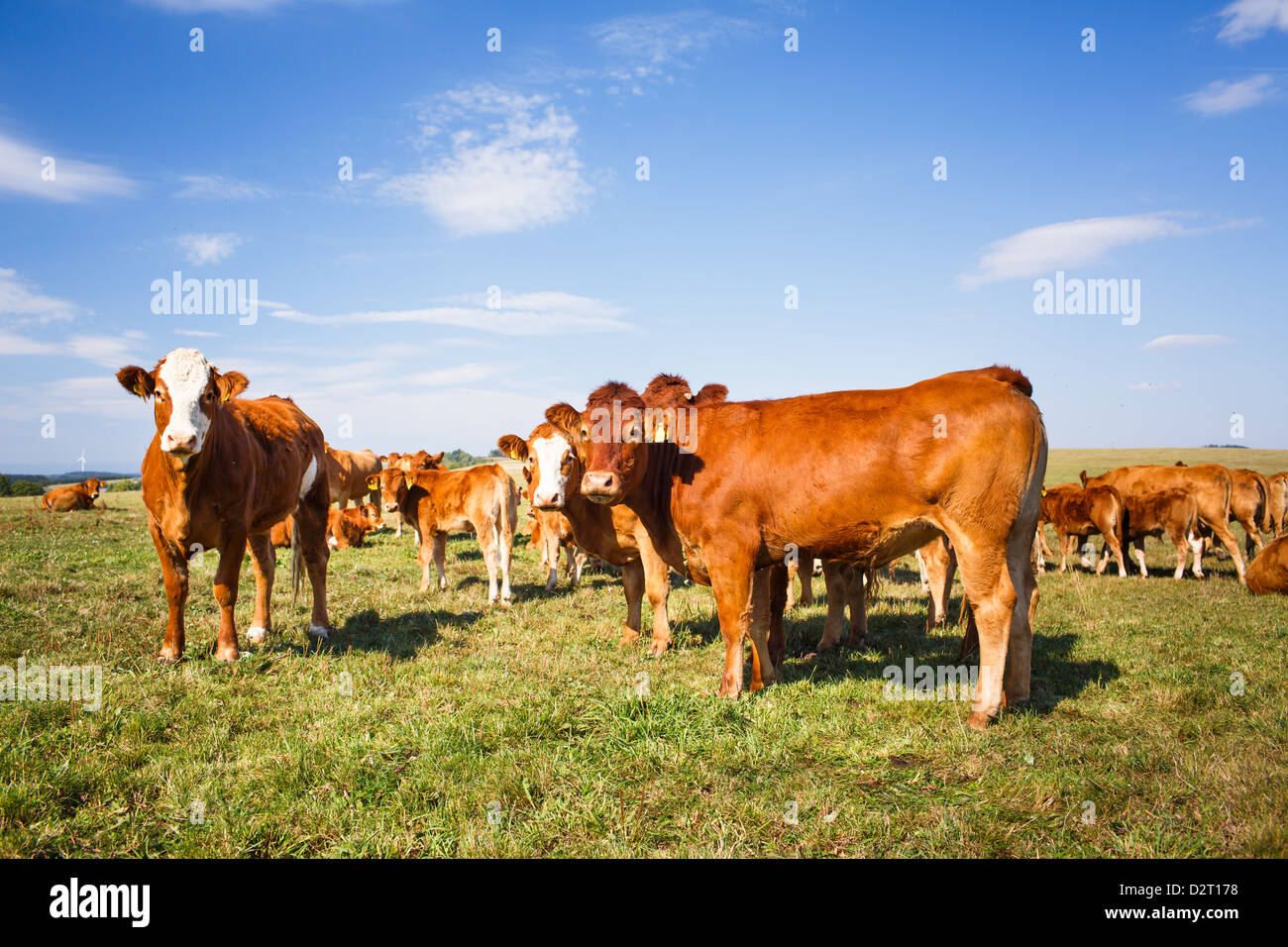 Cows grazing on a lovely green pasture Stock Photo - Alamy