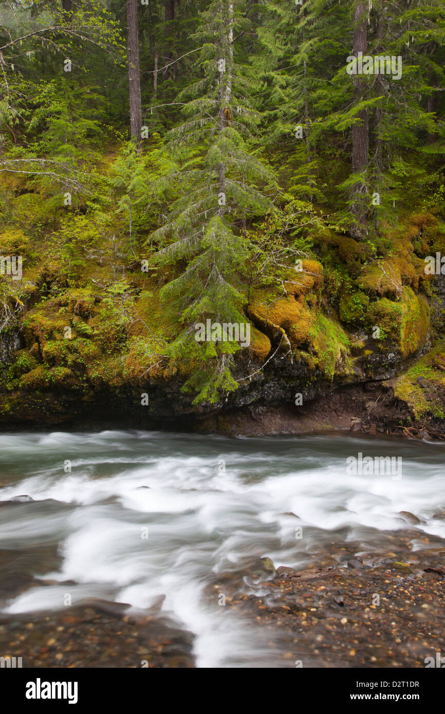 WA, Gifford Pinchot National Forest, Lewis River Stock Photo - Alamy