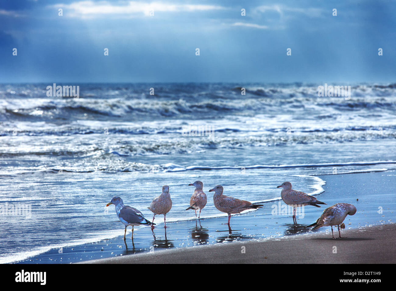 A flock of seagulls on the beach Stock Photo