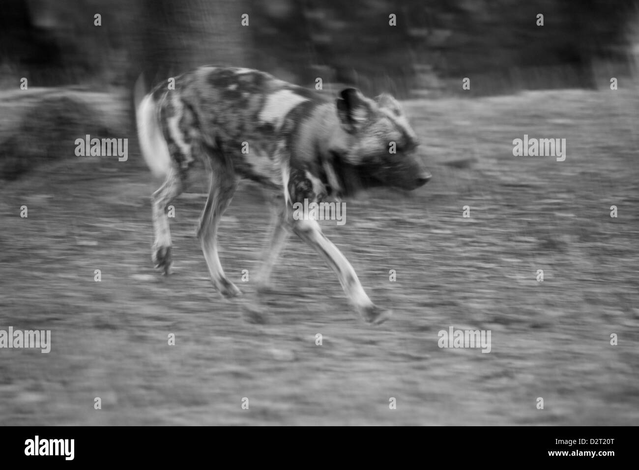 African Wild Dog Stock Photo - Alamy