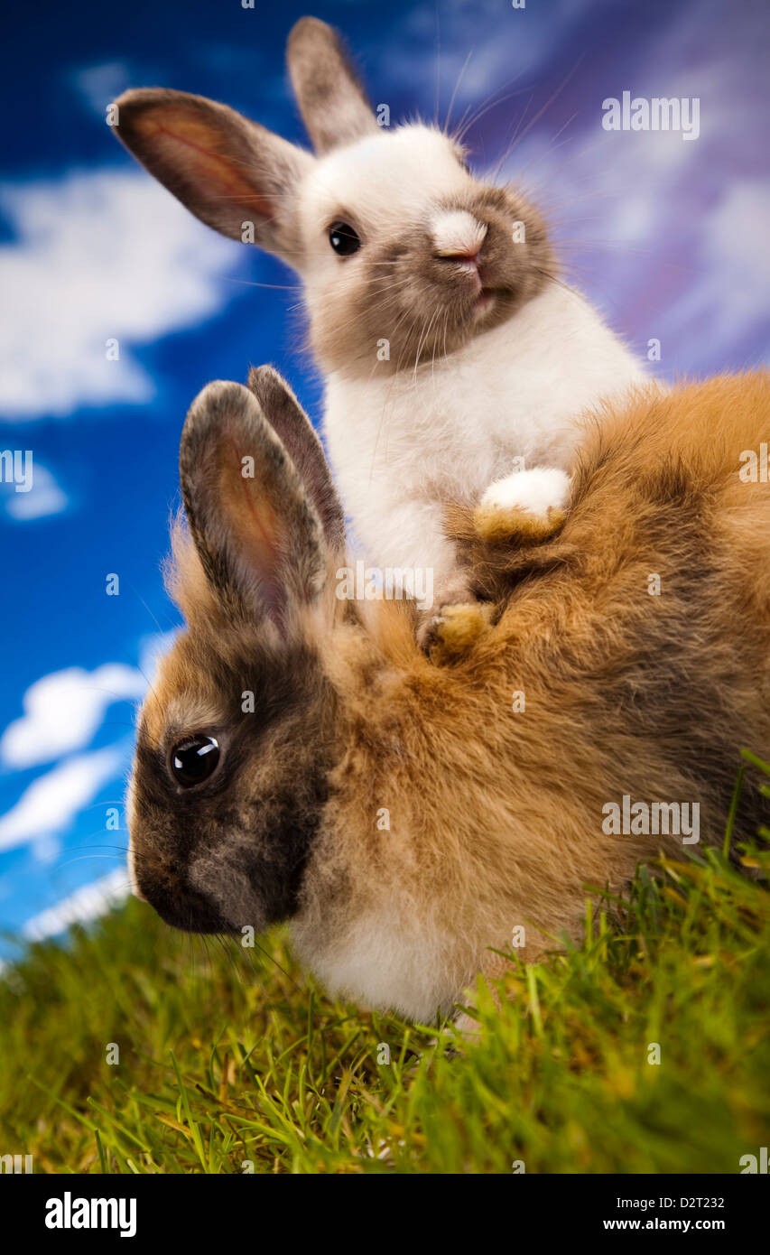 Two Little Rabbits Green background and two little rabbits Stock Photo - Alamy