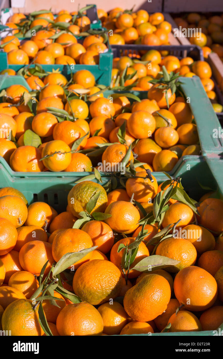 Orange tangerine fruits in harvest basket boxes in a row Stock Photo ...
