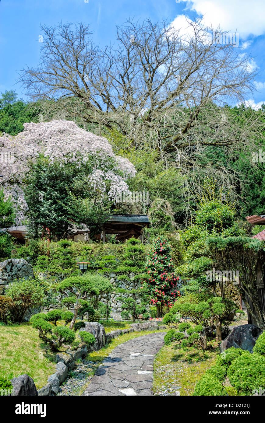 Japanese garden; part of a ryokan (traditional accommodation); garden with cherry blossom; spring; Stock Photo