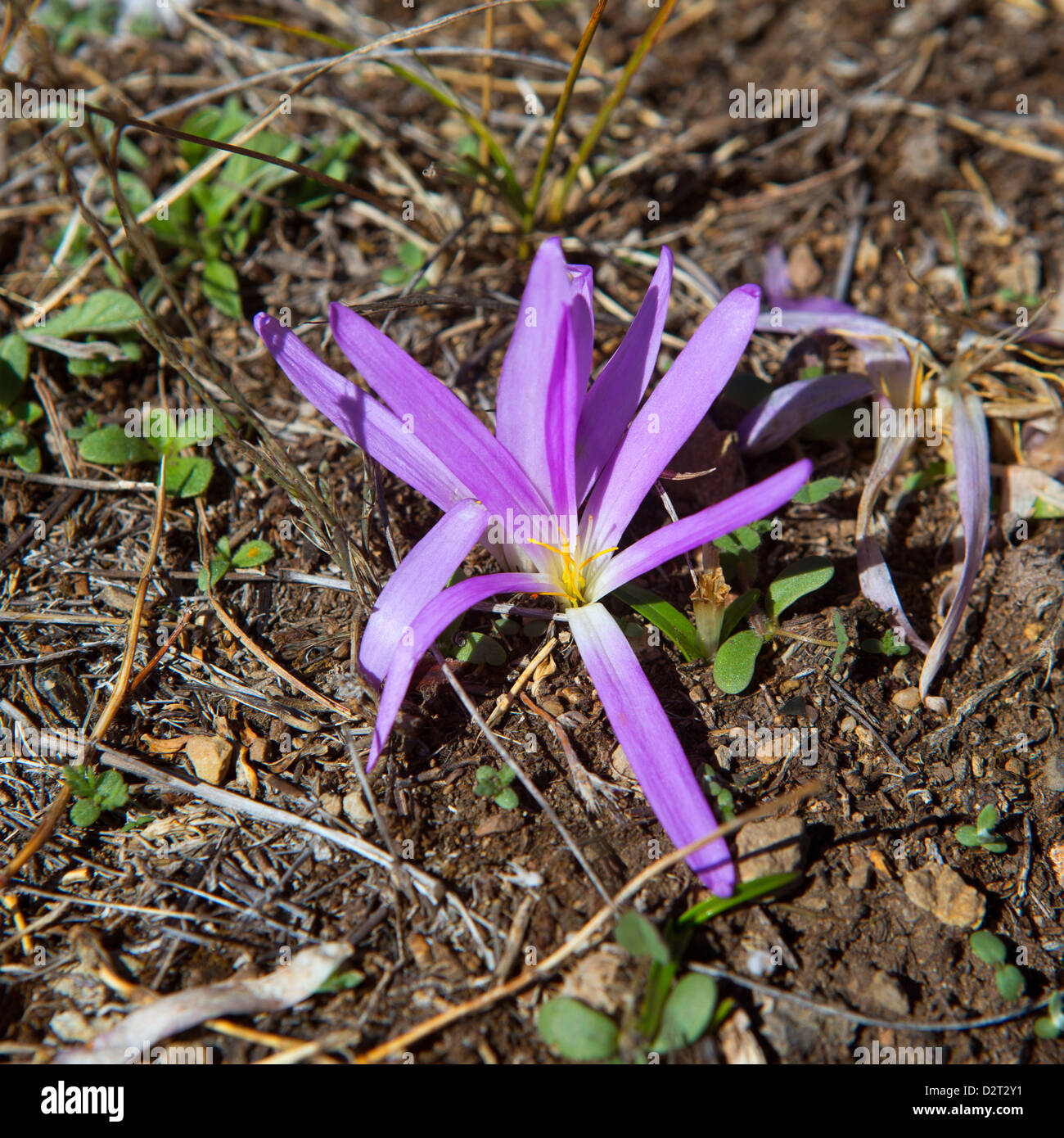Safran flower hires stock photography and images Alamy
