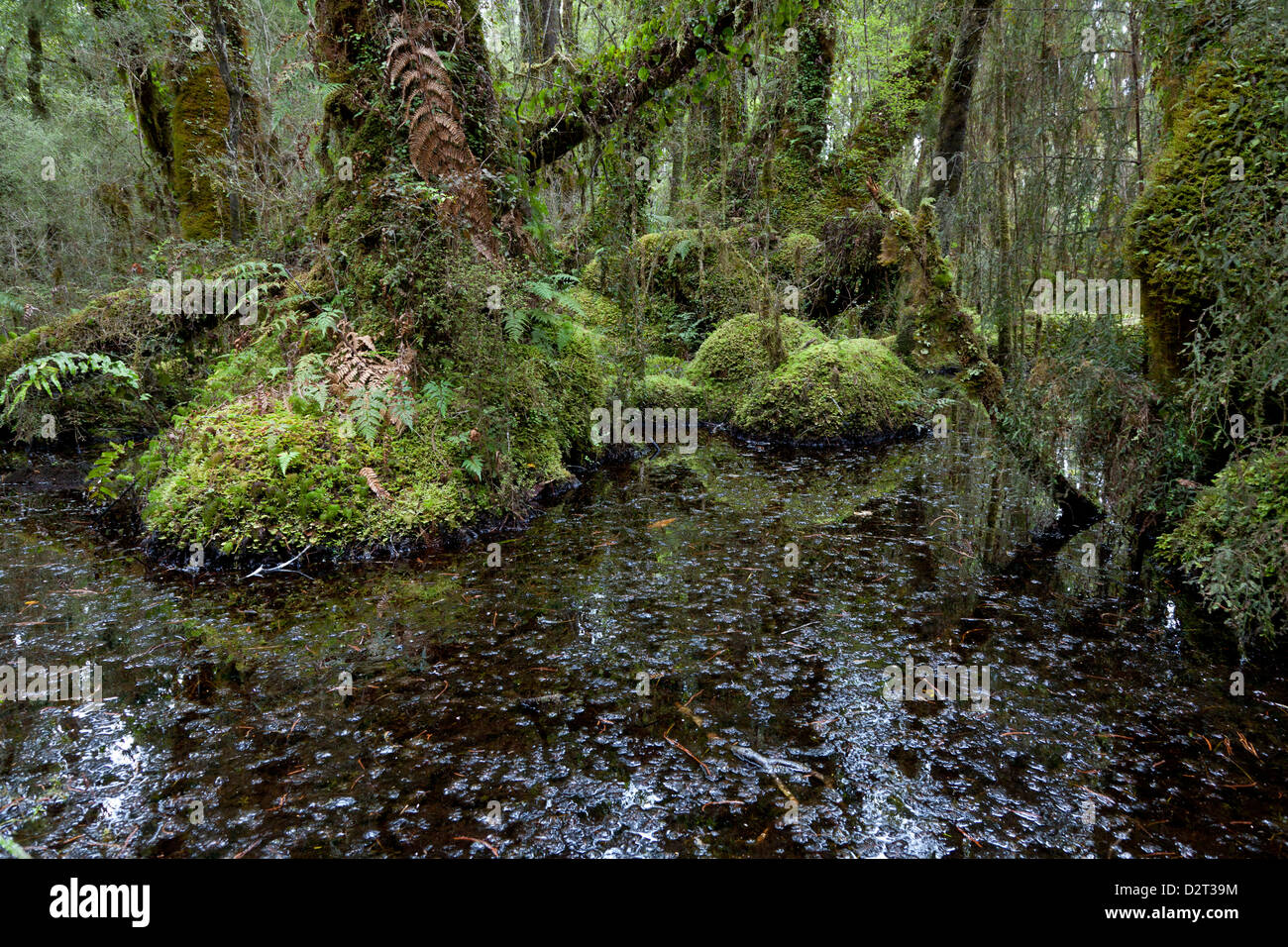 Swamp near Ship creek,Southern Island, New Zealand Stock Photo