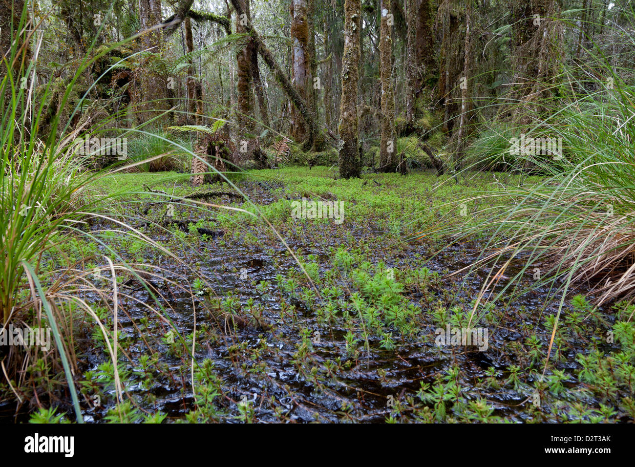 Swamp Stock Photos & Swamp Stock Images Alamy