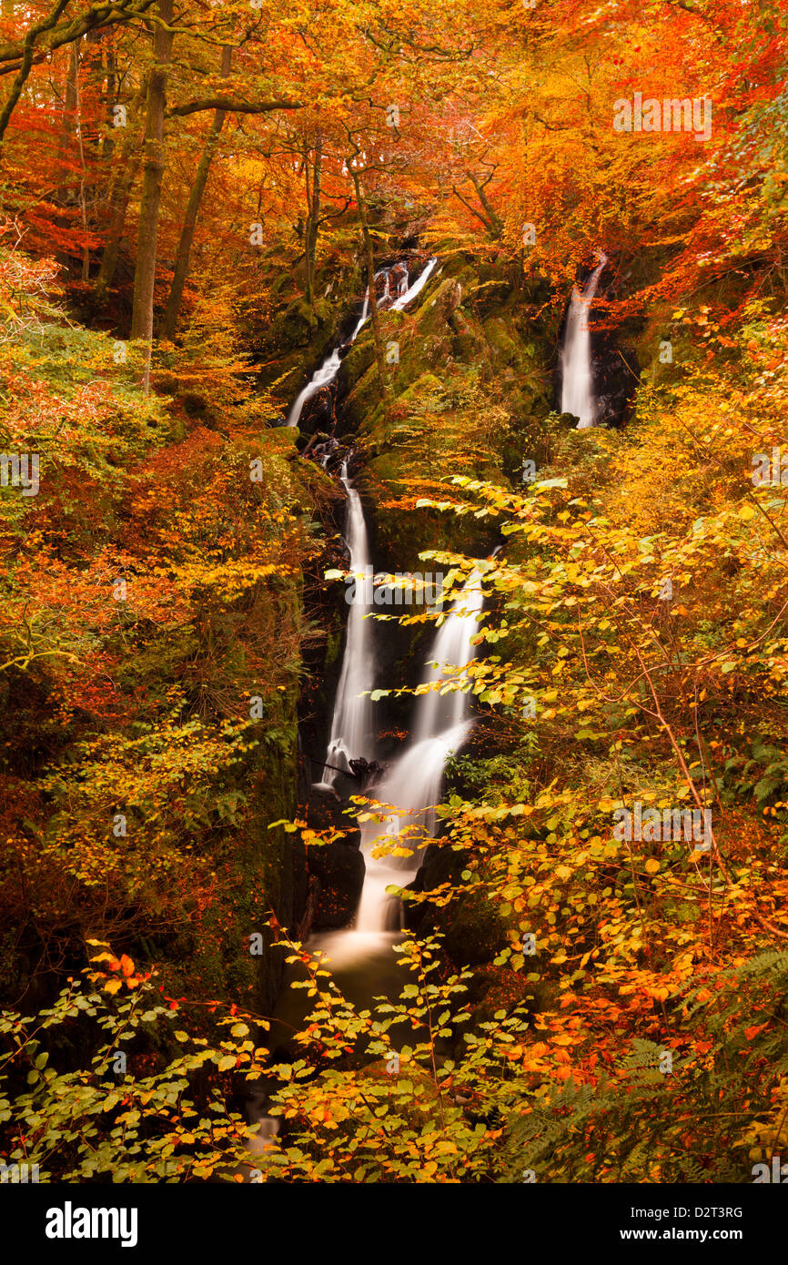 Stock Ghyll Force Waterfall in autumn, Lake District National Park, Cumbria, England, United Kingdom, Europe Stock Photo