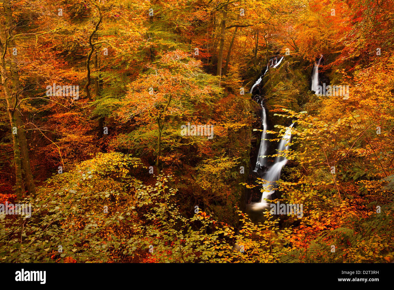Stock Ghyll Force Waterfall in autumn, Lake District National Park, Cumbria, England, United Kingdom, Europe Stock Photo