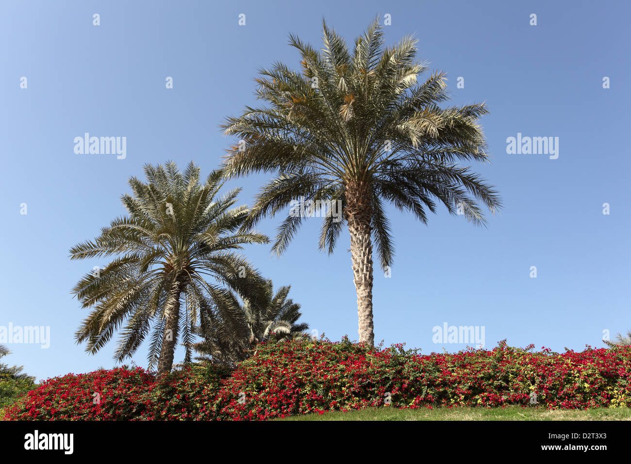 Palm trees in Dubai, United Arab Emirates Stock Photo