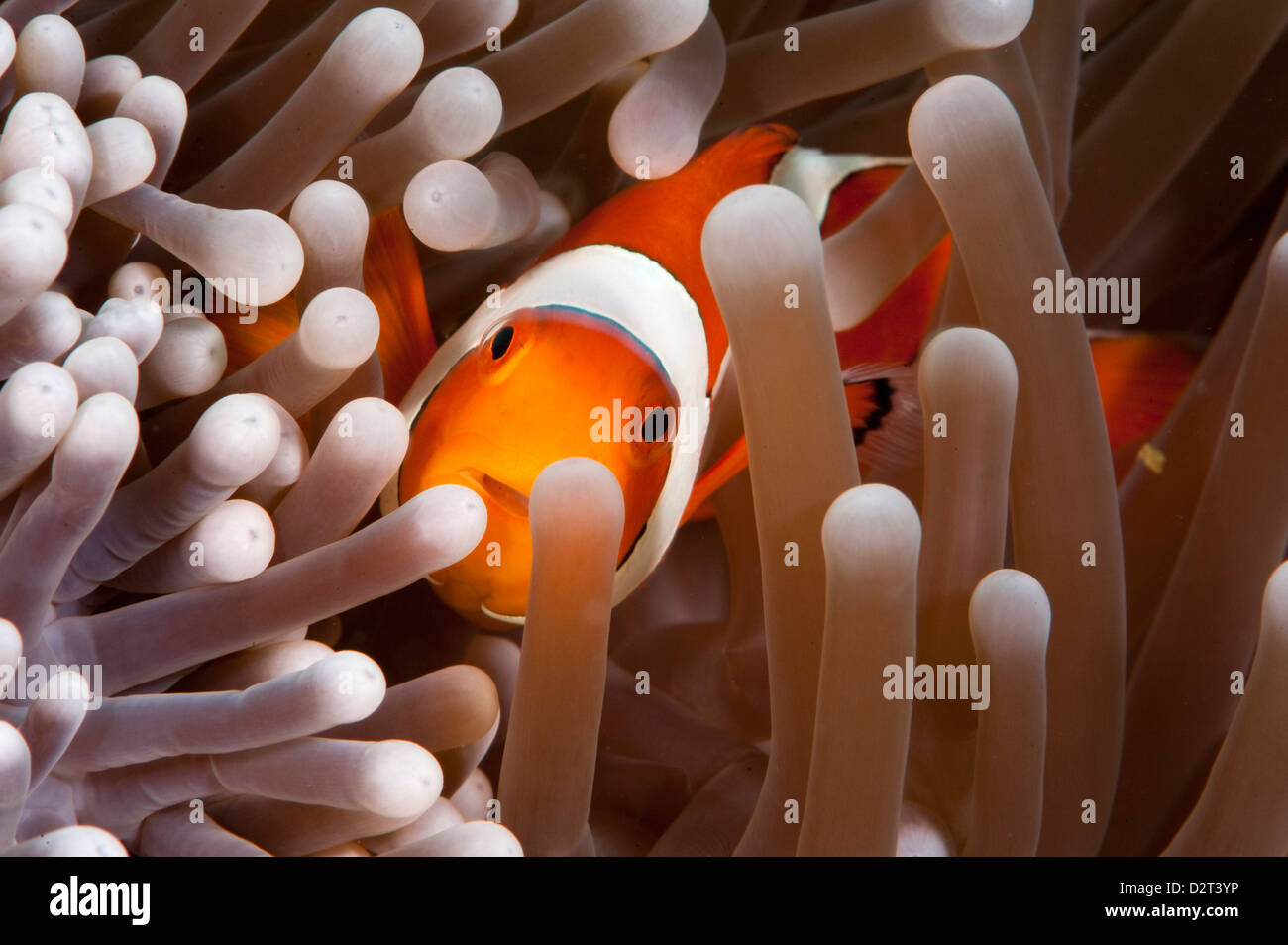 Clark's anemonefish (Amphiprion clarkii), Komodo, Indonesia, Southeast Asia, Asia Stock Photo