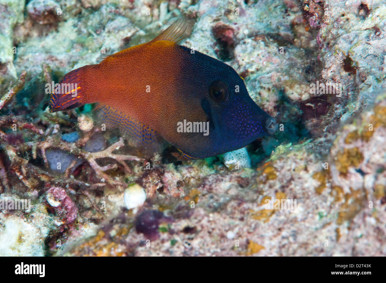 Orange tail filefish (Pervagor aspriaudus), Komodo, Indonesia, Southeast Asia, Asia Stock Photo