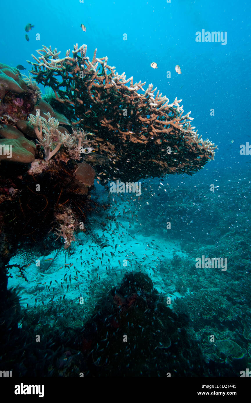 Reef scene, Komodo, Indonesia, Southeast Asia, Asia Stock Photo