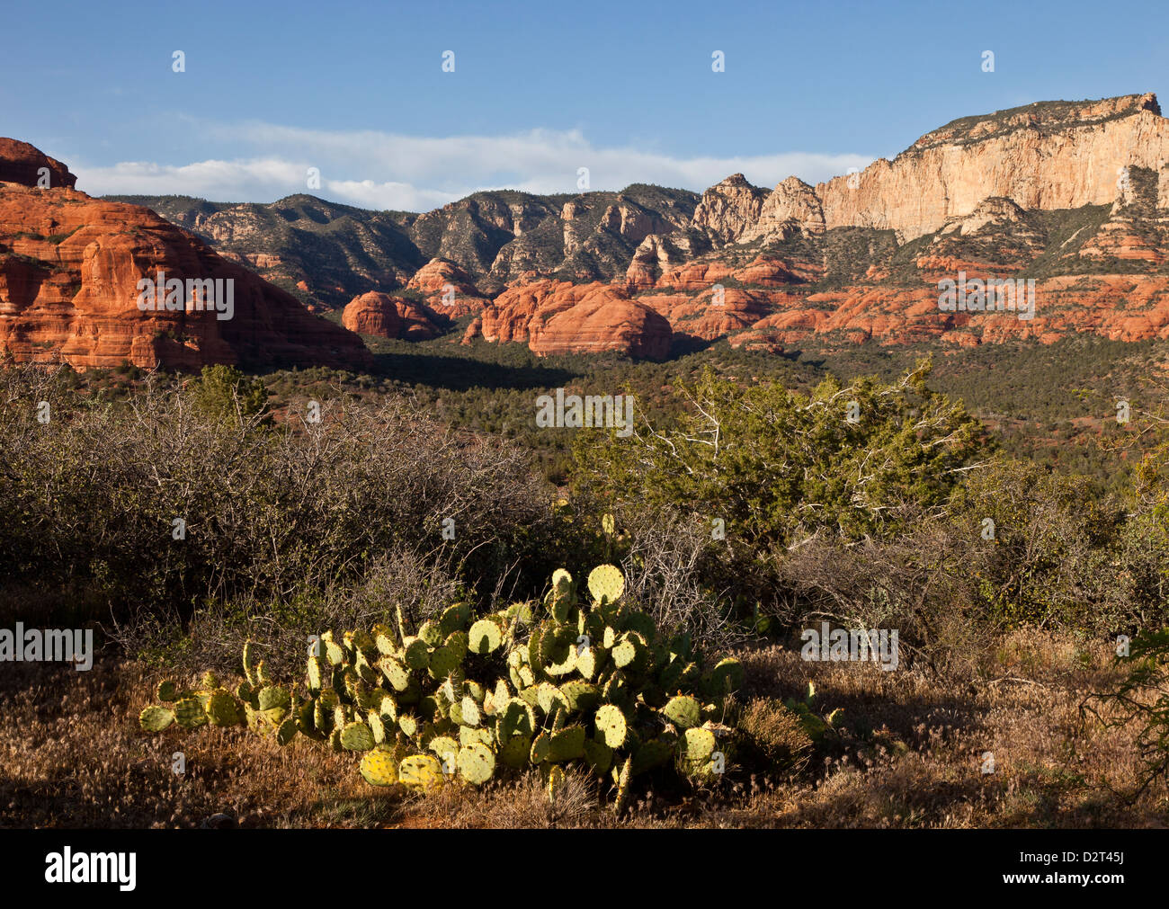 Sedona arizona red rocks cactus trees hi-res stock photography and ...