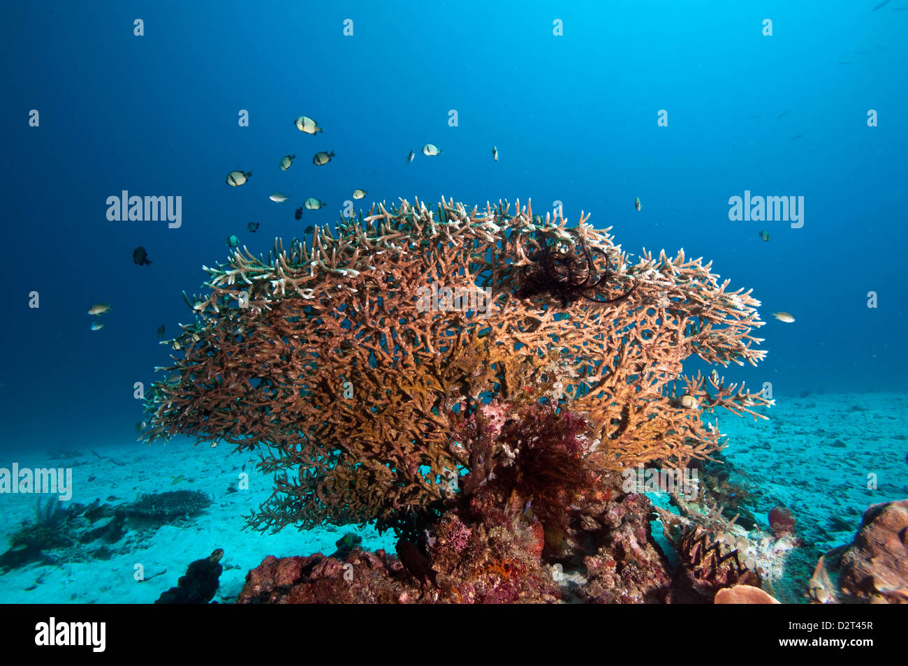 Reef scene, Komodo, Indonesia, Southeast Asia, Asia Stock Photo