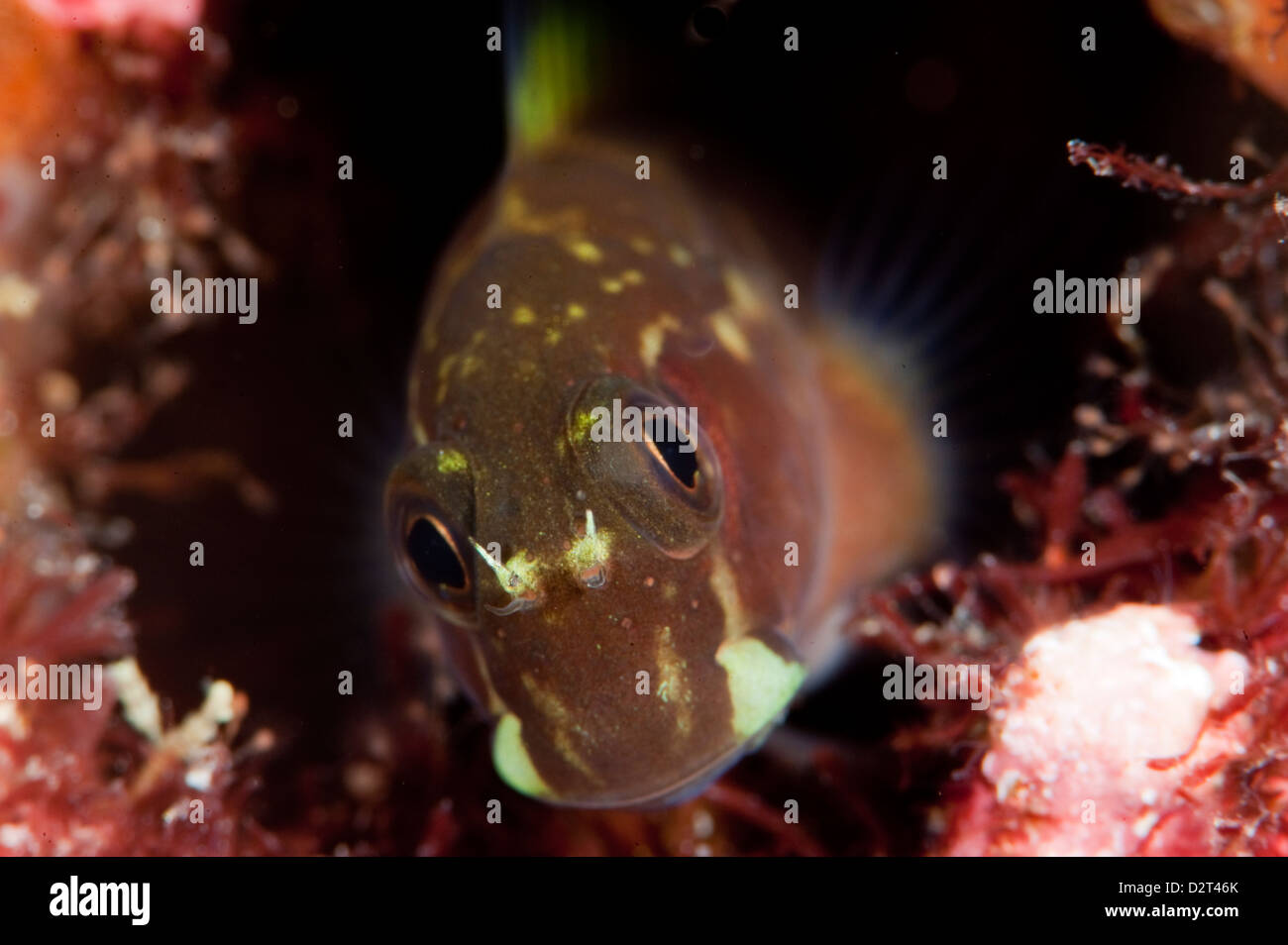 Yellow tailed blenny hires stock photography and images Alamy