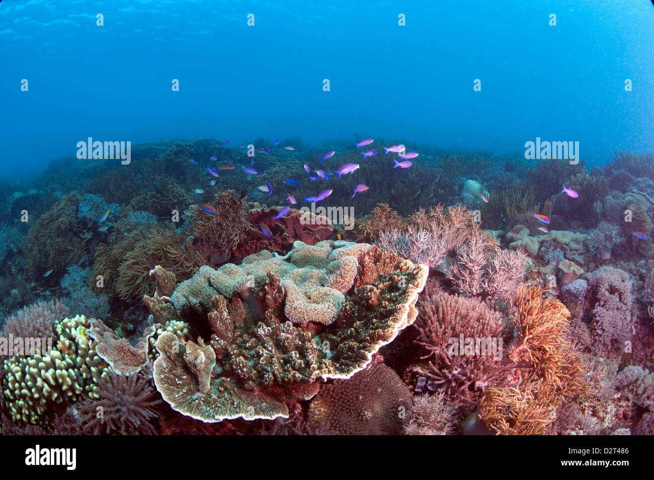 Reef scene, Komodo, Indonesia, Southeast Asia, Asia Stock Photo