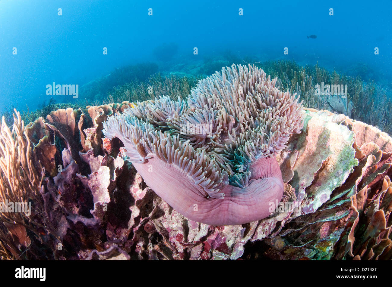 Large purple anemone on hard coral, Komodo, Indonesia, Southeast Asia, Asia Stock Photo