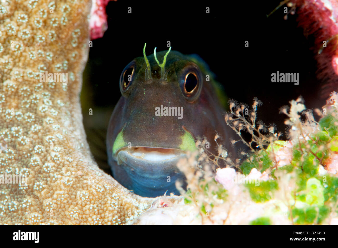 Yellow tailed blenny hires stock photography and images Alamy