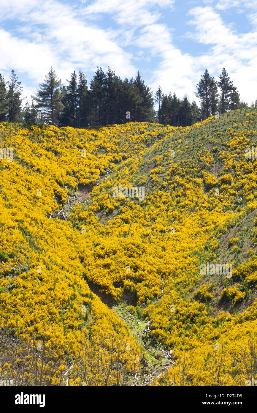 Hills covered with yellow broom flowers, Matai Valley, New Zealand Stock Photo