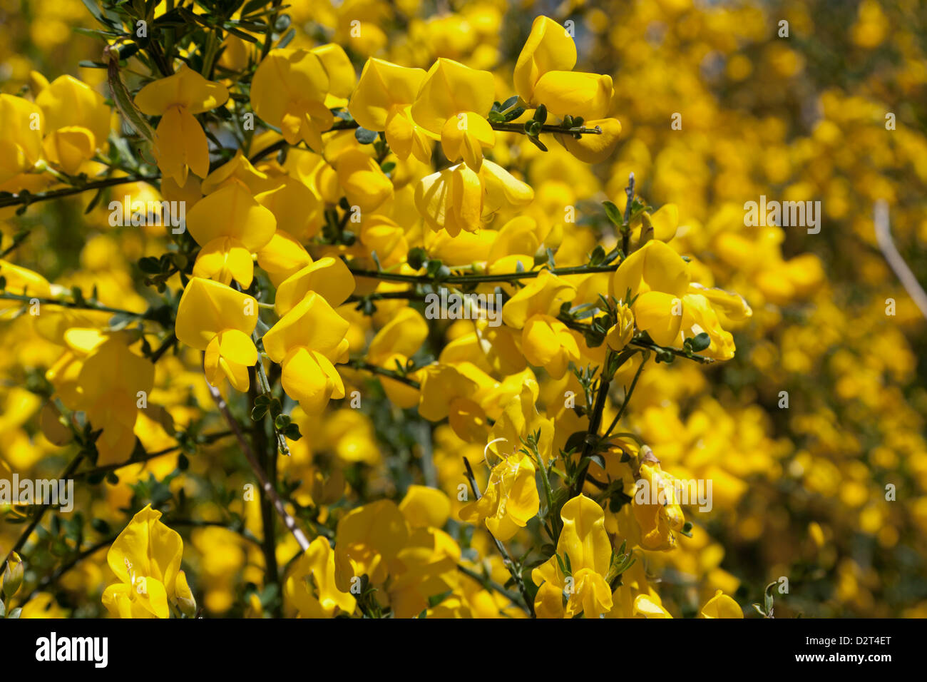 Yellow broom flowers close up Stock Photo