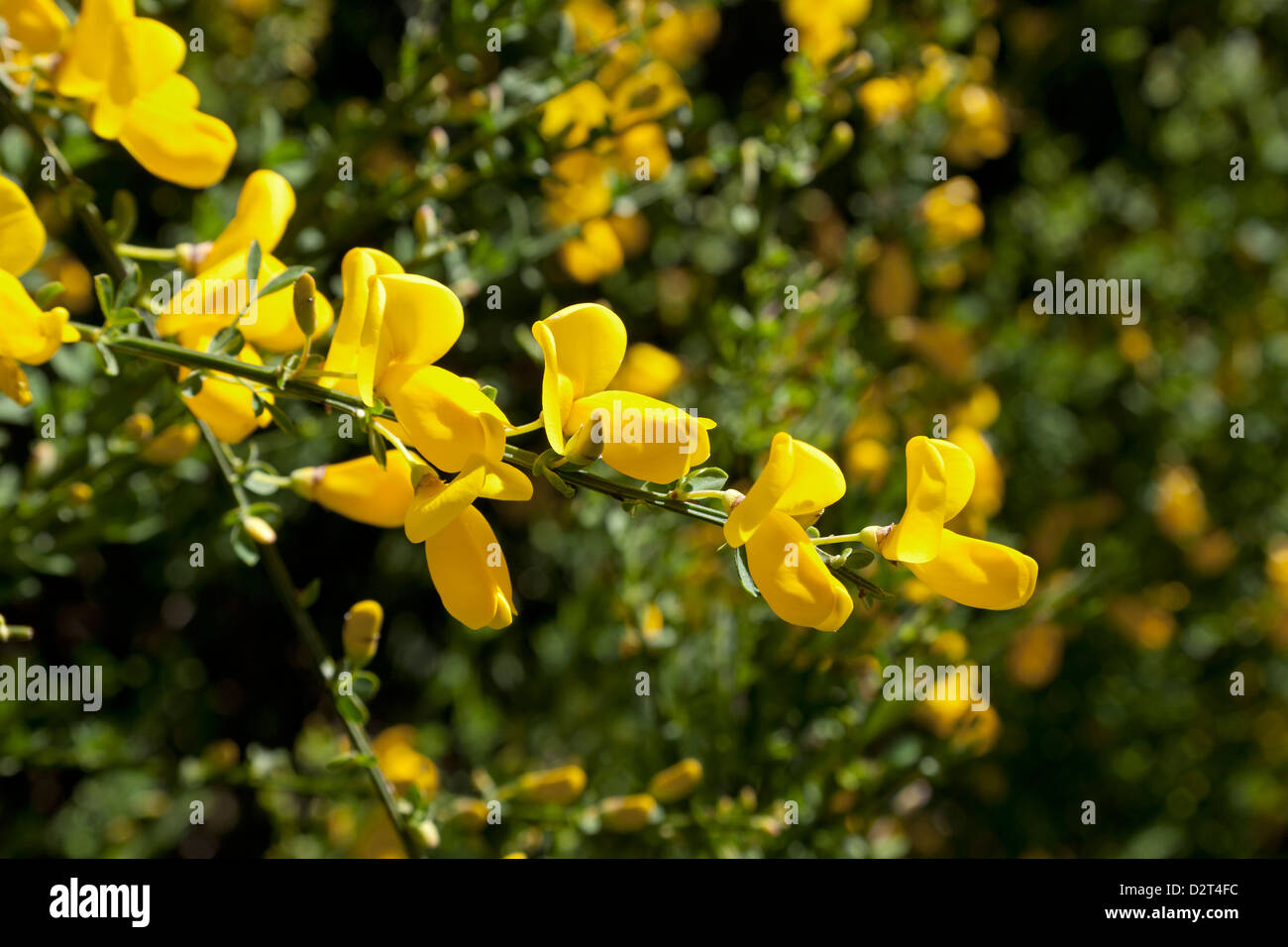 Yellow broom flowers close up Stock Photo