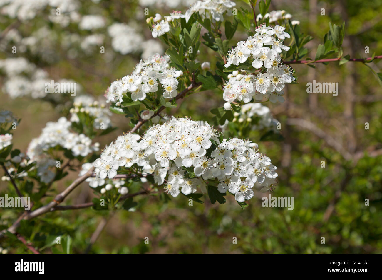 Fresh white flowering Manuka Stock Photo