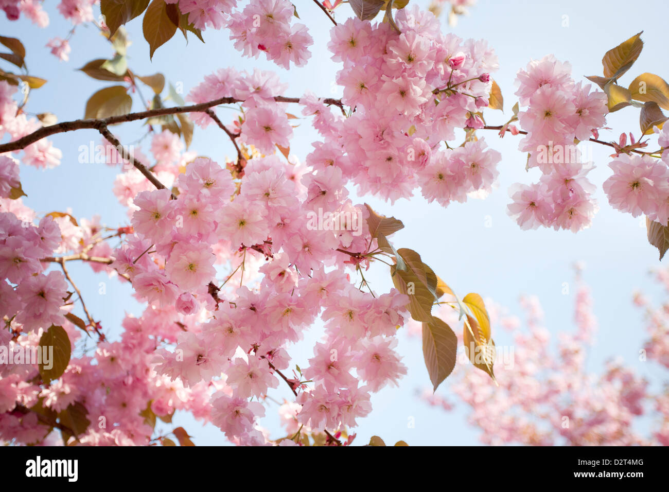 Prunus - Ornamental cherry blossom Stock Photo