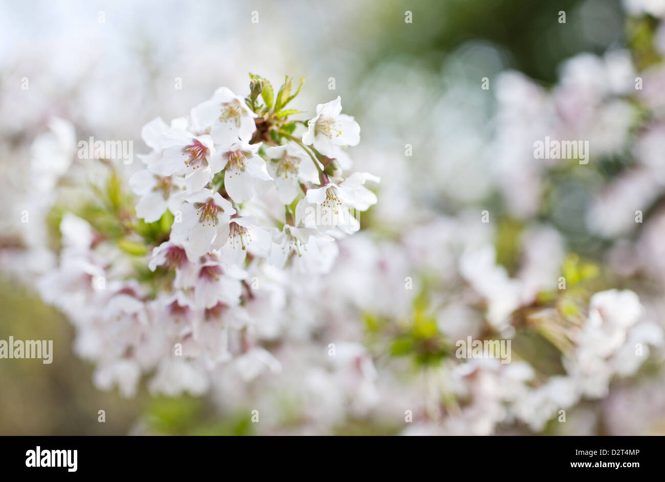 Prunus incisa 'Kojo-no-mai' - Fuji Cherry Flowers Stock Photo