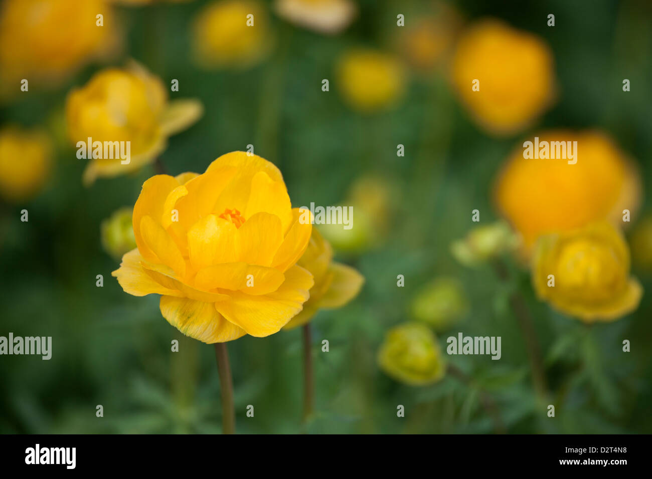 Trollius europaeus - European Globe Flower Stock Photo